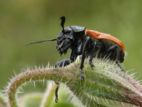 Réf. 243 095 : Labidostomis taxicornis